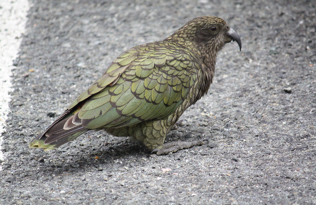 Kea
