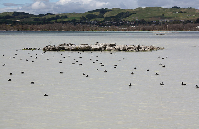 Rotorua, Sulphur Bay