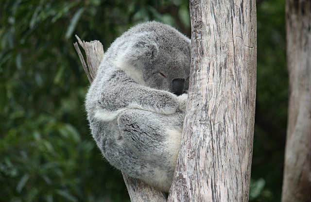 Australien