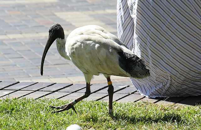 Australien