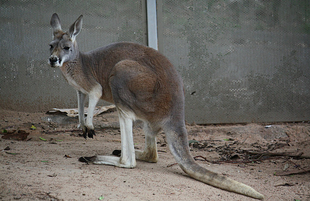 Australien