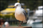 Gast während dem Lunch auf einer Insel