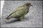 Kea