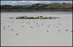 Rotorua, Sulphur Bay