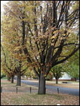 Es herbstlet