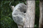 Australien