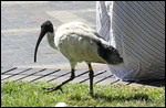 Australien